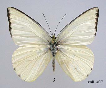 Papua Insects Foundation (Lepidoptera/Pieridae/Pierinae(Appias paulina)